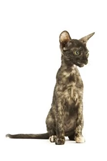 LA-6116 Cat - Chausie Brown Spotted Tabby: Jungle Cat (Felis chaus) crossed with domestic cat - standing on hind legs
