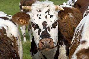 LA-6212 Cattle - Normandy Cow