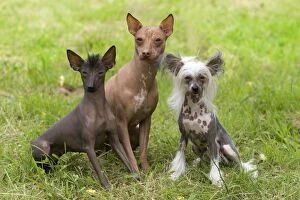 LA-6382 Dog - Peruvian Hairless, Mexican Hairless & Chinese Crested