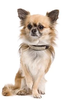 LA-6463 Dog - long-haired Chihuahua in studio