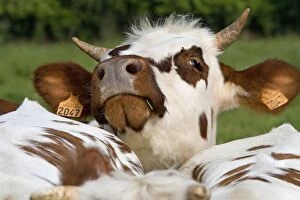 LA-6489 Cattle - Normandy Cow