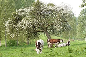 LA-6491 Cattle - Normandy Cows under tree in blossom