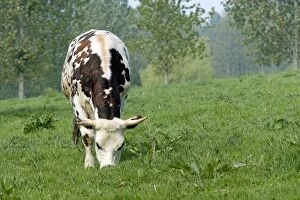 LA-6492 Cattle - Normandy Cow grazing