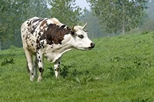 LA-6493 Cattle - Normandy Cow