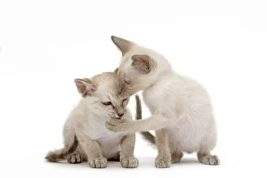 LA-6506 Cat - Siamese - two kittens in studio grooming each other
