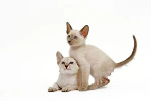 LA-6507 Cat - Siamese - two kittens in studio