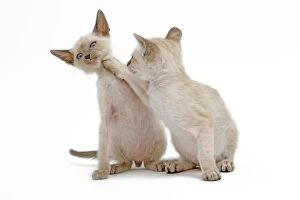 LA-6508 Cat - Siamese - two kittens in studio play fighting