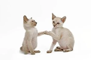 LA-6509 Cat - Siamese - two kittens in studio play fighting