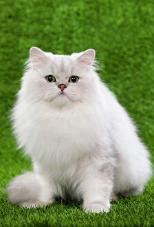 LA-6550 Cat - Persian Chinchilla kitten - black & silver