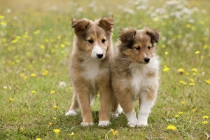 LA-6561 Dog - Shetland sheepdog - 8 week old puppies