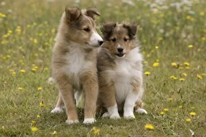 LA-6563 Dog - Shetland sheepdog - 8 week old puppies