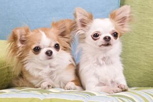 LA-6785 Dog - two Long-haired Chihuahuas