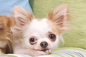 LA-6786 Dog - Long-haired Chihuahua