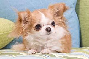 LA-6787 Dog - Long-haired Chihuahua