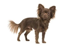 LA-6790 Dog - Long-haired Chihuahua in studio