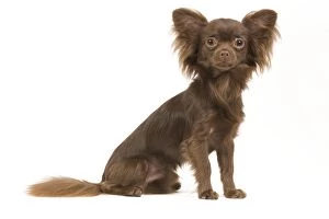LA-6791 Dog - Long-haired Chihuahua in studio