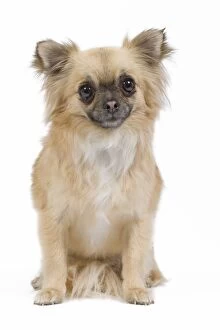 LA-6793 Dog - Long-haired Chihuahua in studio