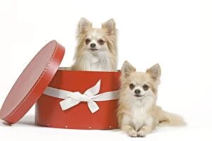 LA-6796 Dog - two Long-haired Chihuahuas in studio, one sitting in hat box