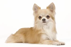 LA-6797 Dog - Long-haired Chihuahua in studio