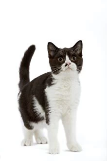 LA-6867 Cat - Black and white British shorthair kitten in studio
