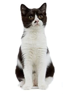 LA-6868 Cat - Black and white British shorthair kitten in studio