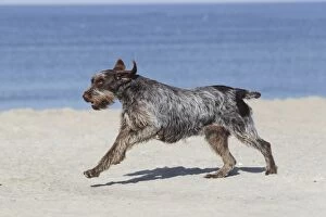 LA-6940 Dog - Korthal Griffon - on beach running