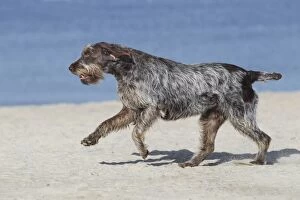 LA-6941 Dog - Korthal Griffon - on beach running