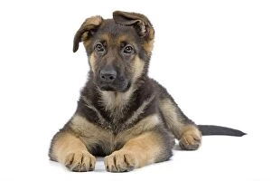 LA-7195 Dog - German Shepherd - puppy