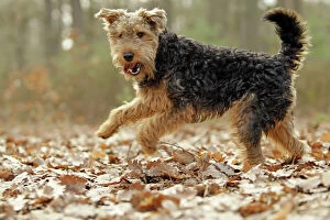 LA-7204 Dog - Welsh Terrier