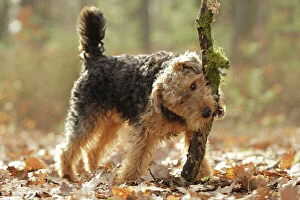 LA-7216 Dog - Welsh Terrier with stick