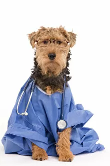 LA-7223 Dog - Welsh Terrier dressed up in Doctors outfit with stethoscope