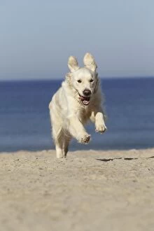 LA-7255 Dog - Golden Retreiver running on beach