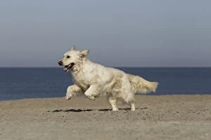 LA-7257 Dog - Golden Retreiver running on beach