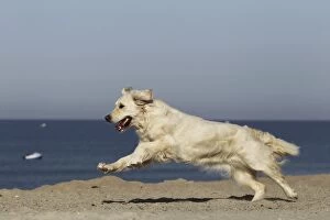 LA-7258 Dog - Golden Retreiver running on beach