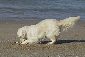 LA-7260 Dog - Golden Retreiver digging / playing on beach