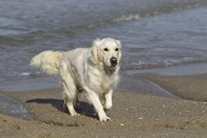 LA-7262 Dog - Golden Retreiver playing on beach