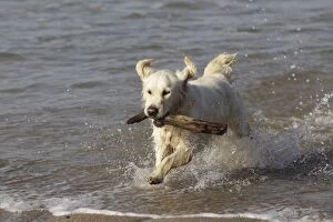 LA-7263 Dog - Golden Retreiver running in sea carrying stick