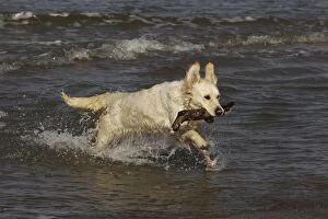 LA-7264 Dog - Golden Retreiver running in sea carrying stick
