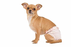LA-7286 Dog - short-haired chihuahua in studio wearing underwear / knickers