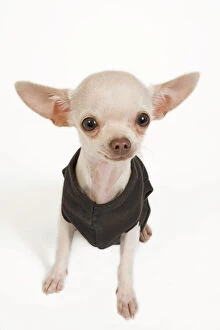 LA-7303 Dog - short-haired chihuahua in studio wearing t-shirt