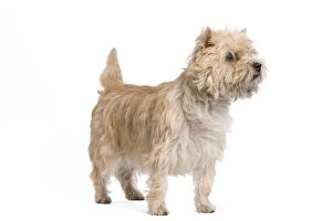 LA-7327 Dog - Cairn Terrier