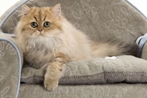 LA-7357 Cat - Persian on sofa