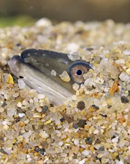 Eels Prints: Eel