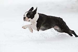 LA-7532 Dog - Boston Terrier running in snow