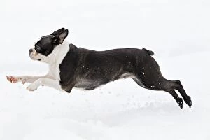 LA-7533 Dog - Boston Terrier running in snow