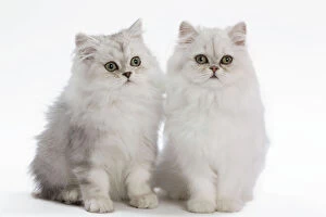 LA-7614 Cat - white Persian kitten in studio