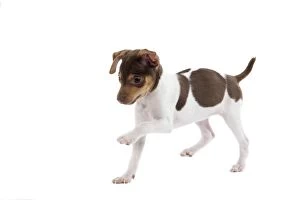 Brazilian Terrier Gallery: LA-7689