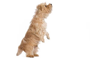 LA-7717 Dog - Cairn Terrier in studio on hind legs
