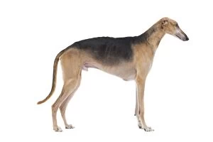 LA-7745 Dog - Polish Greyhound