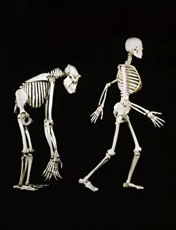 La-78 Skeletons - Human & Gorilla